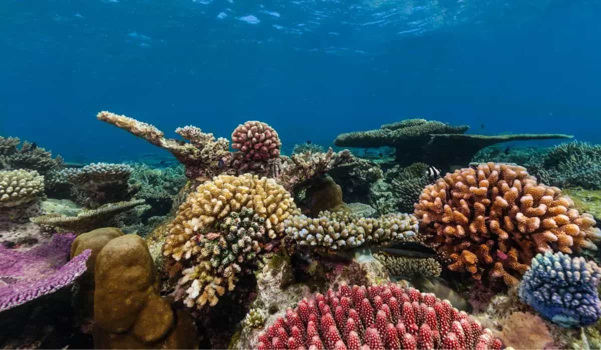 Coral Reefs