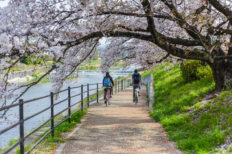 Cherry Blossom