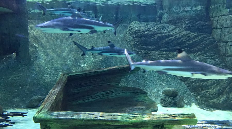 Sharjah Aquarium