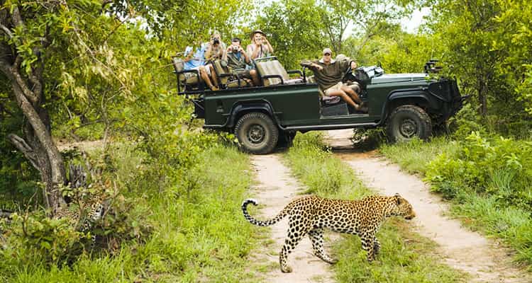 Wildlife Safari